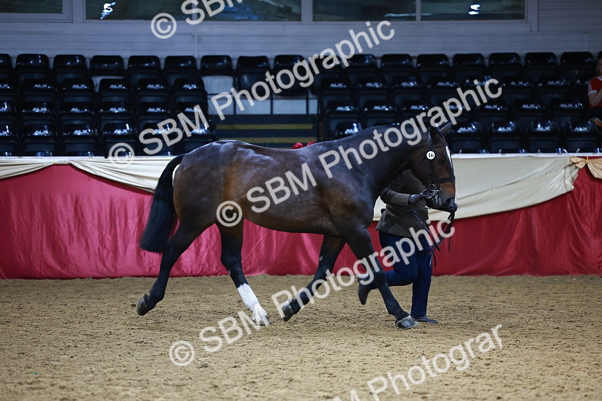 SBM_23248 - Class 903 - Supreme Final - IH Pre Vet