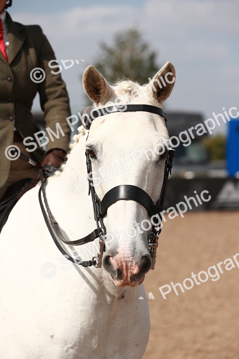 SBM_14875 - Class 212 Ridden Hunter - Small