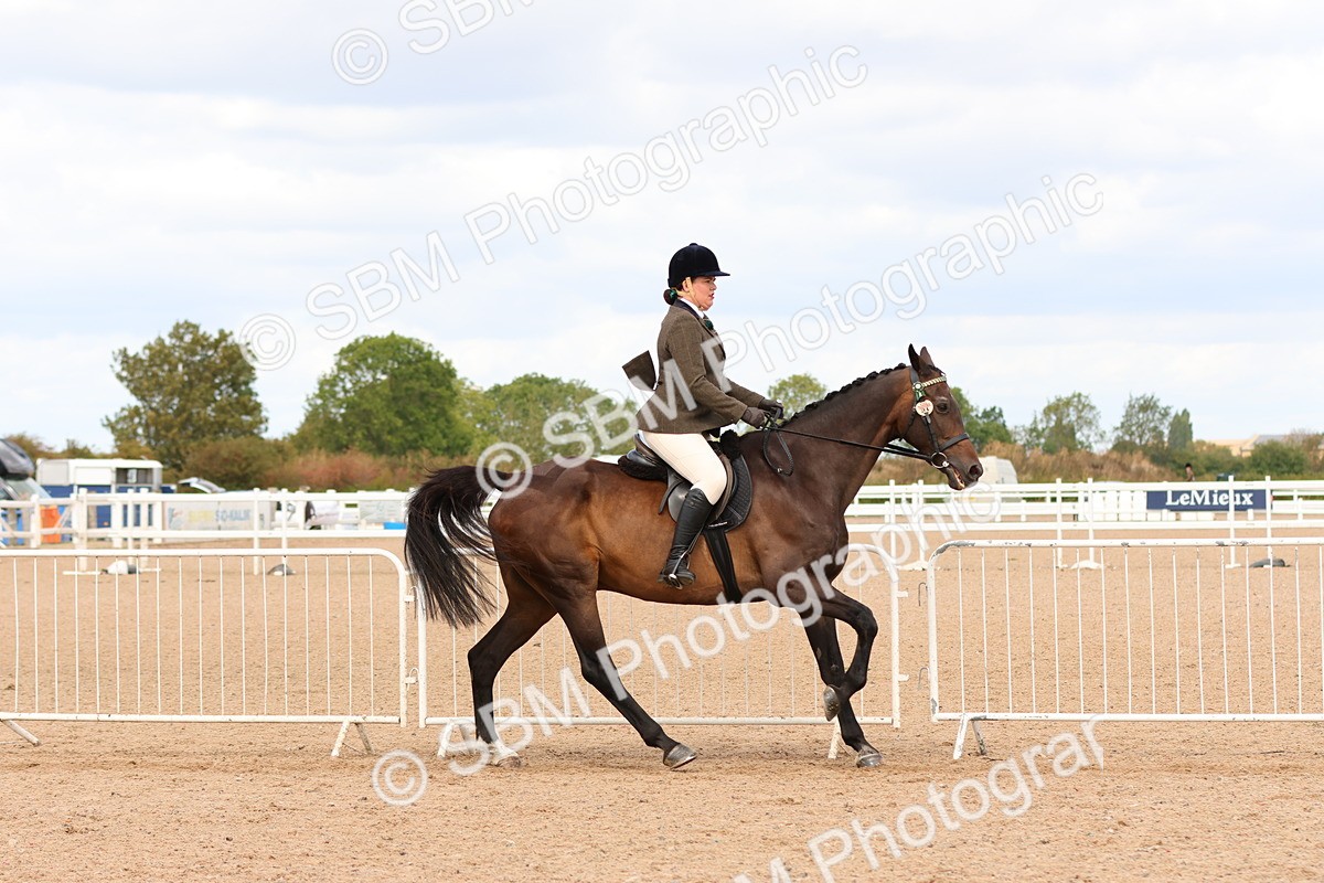 SBM_14103 - Class 213 - Ridden Hack Riding Horse