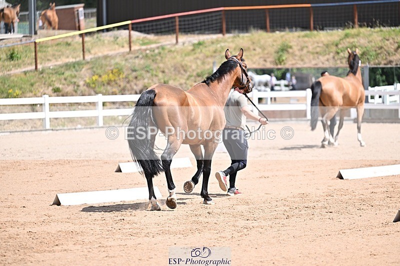250716-124955-00188 - Trot Up 12.30 to 1.30