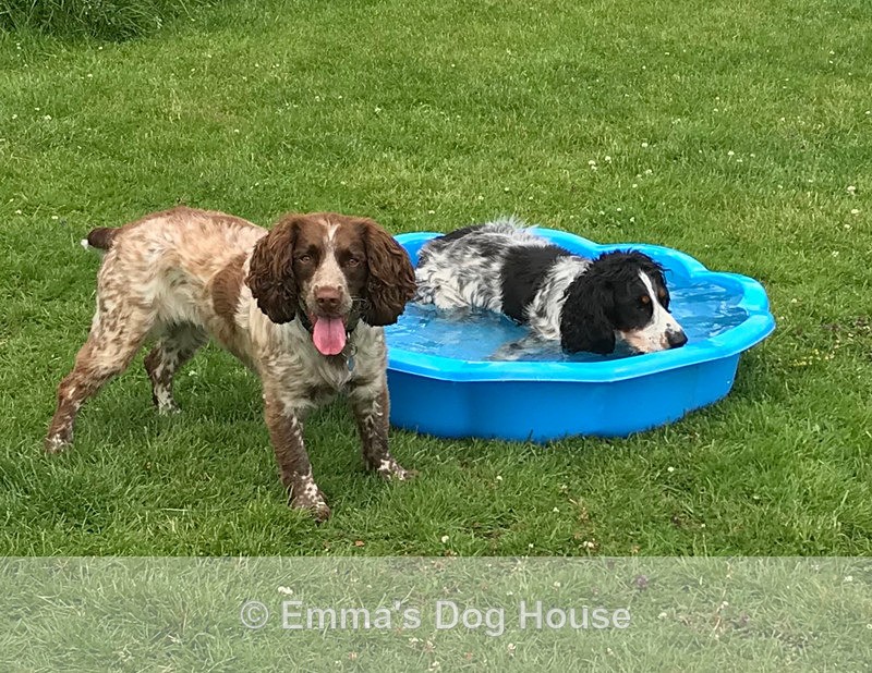  - Dogs