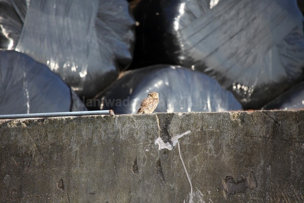 Little Owl in Somerset Farm yard - Birds, swans and gulls