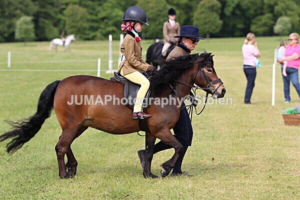 IMG_2272 - Working Hunter