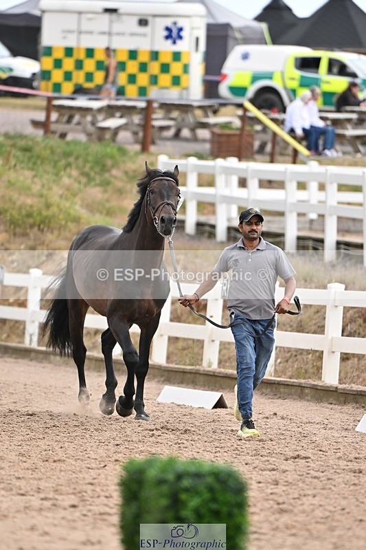 250716-145558-01521 - Trot Up 2.30 to 3.30