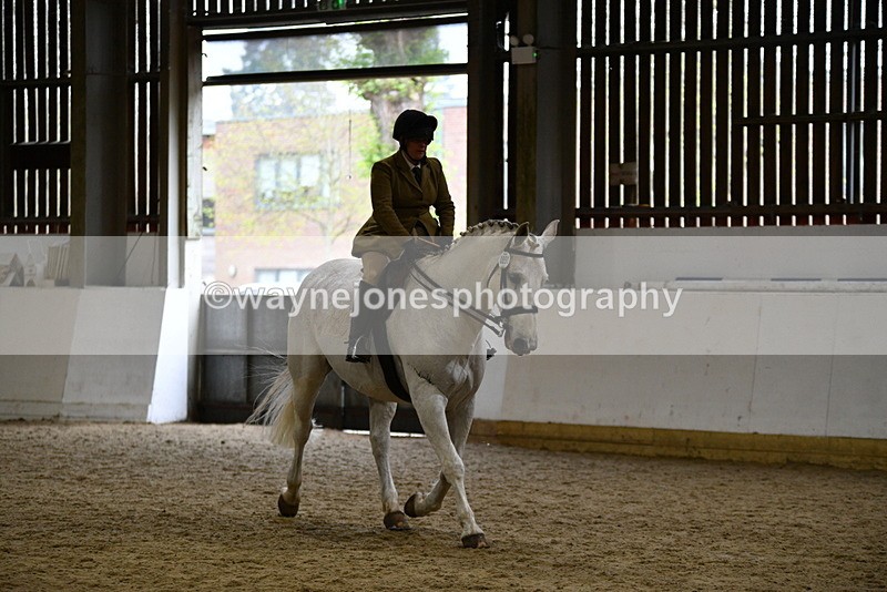 WJ5_9028 - Class 15 Ridden Show Horse