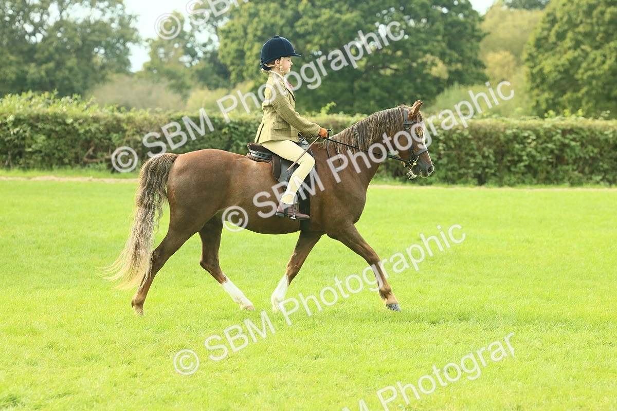 SBM_69786 - S59 - Mountain & Moorland Ridden Small Breeds