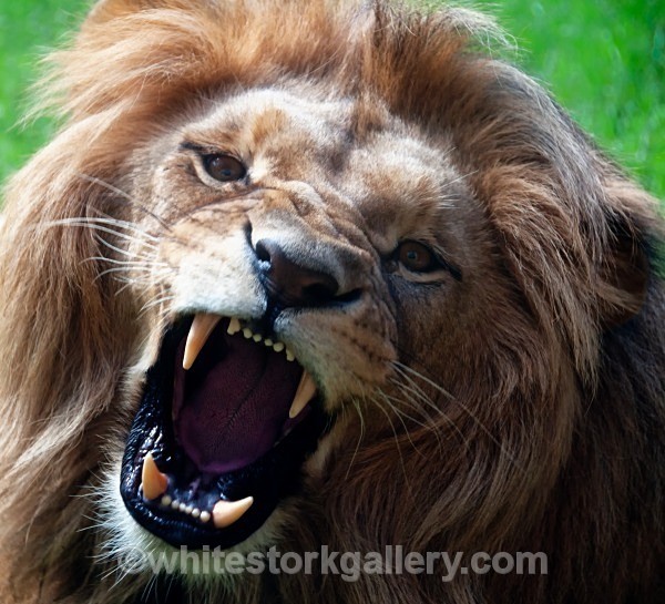 Roar ! - Angola Lion - Wildlife and Animals