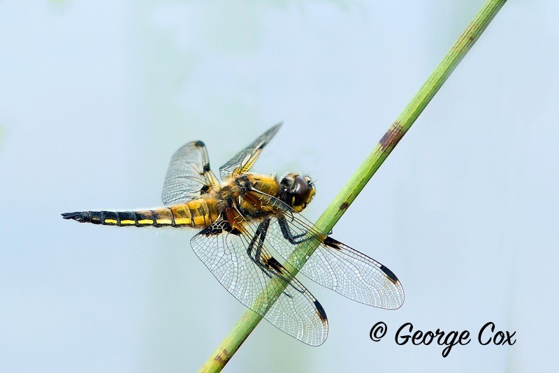 Four spotted chaser - Dragonflies