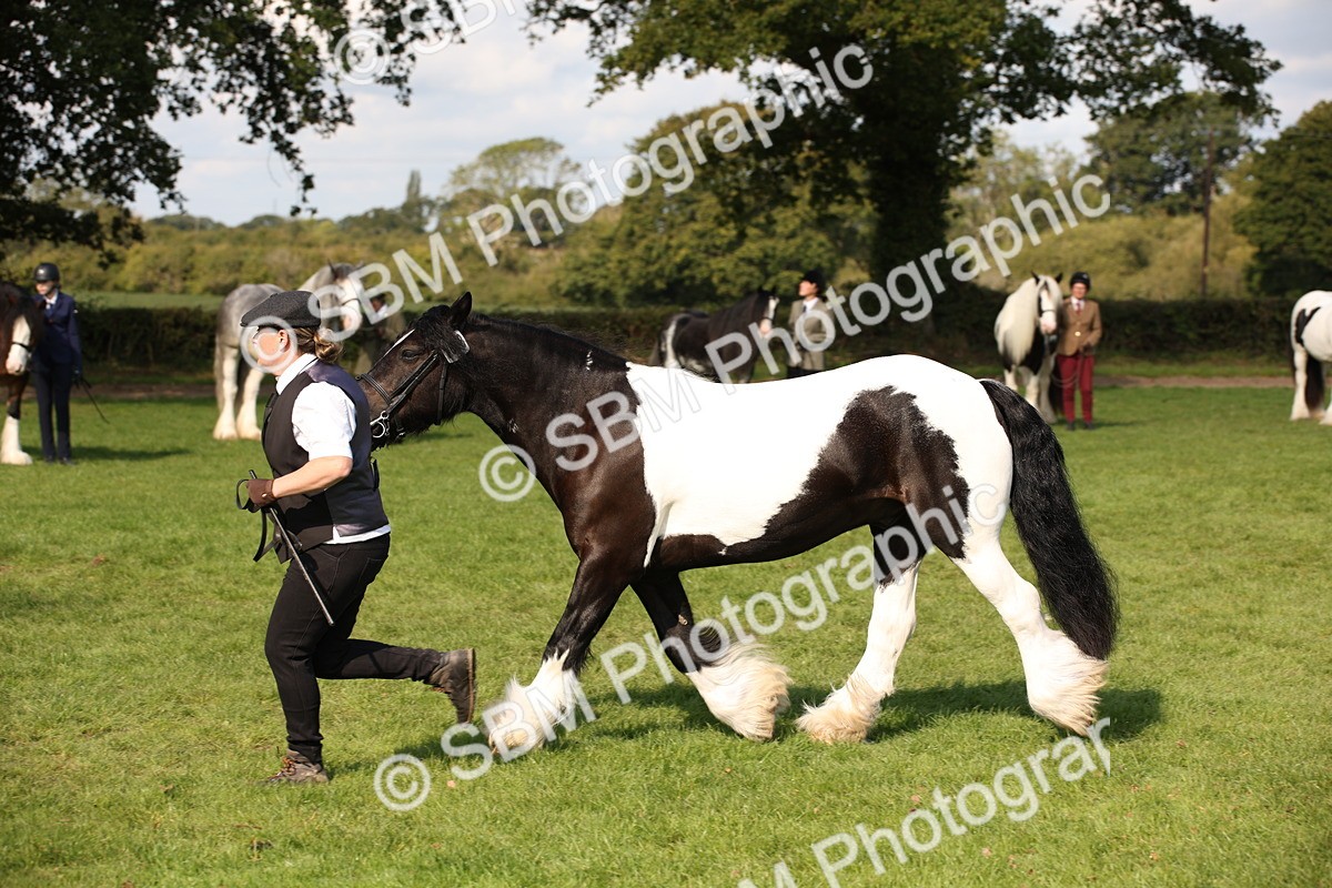 SBM_62273 - S55 - Traditional Cob In Hand