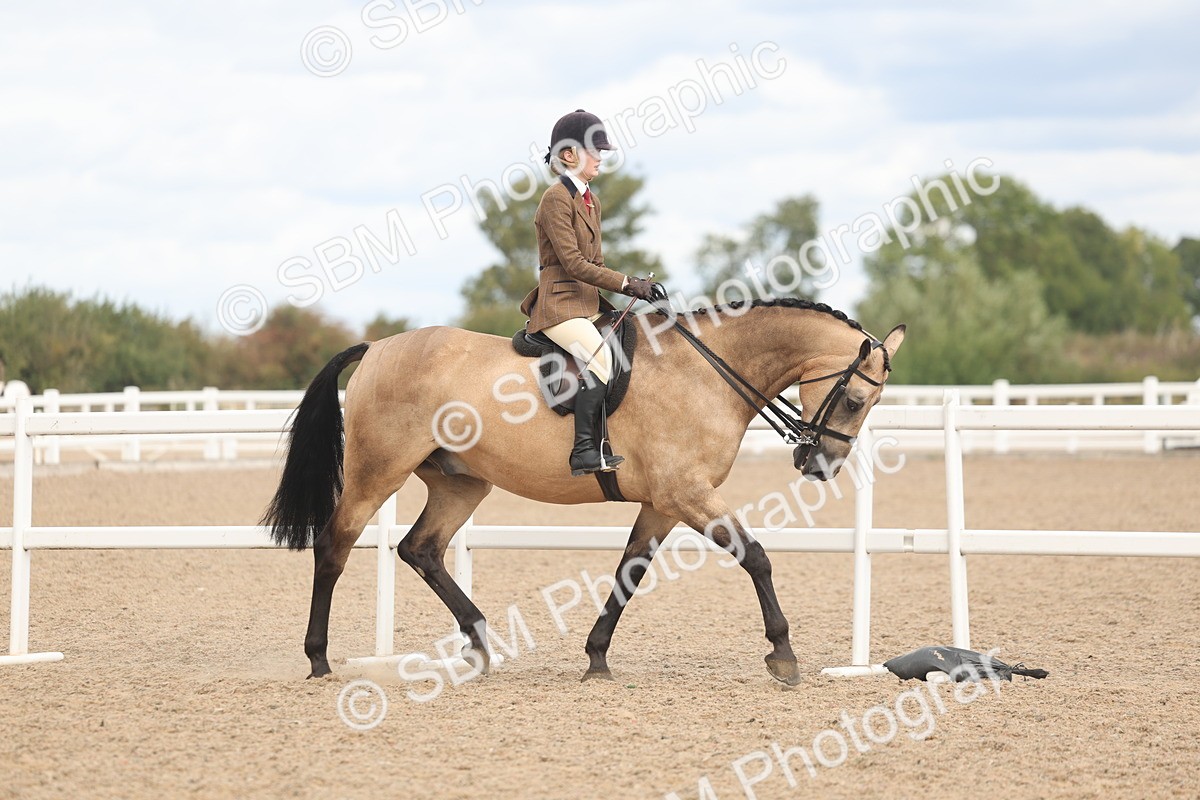 SBM_14728 - Class 308 - Ridden Coloured Horse