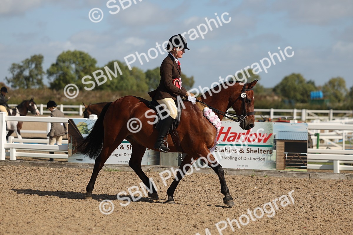 SBM_22648 - Class 804 - Ridden Veteran Pony