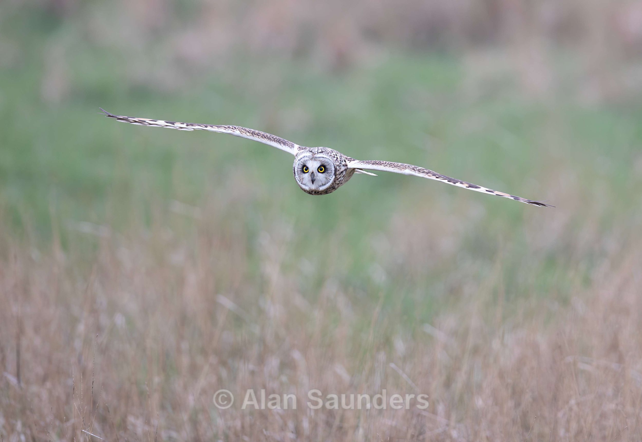 Short Eared Owl