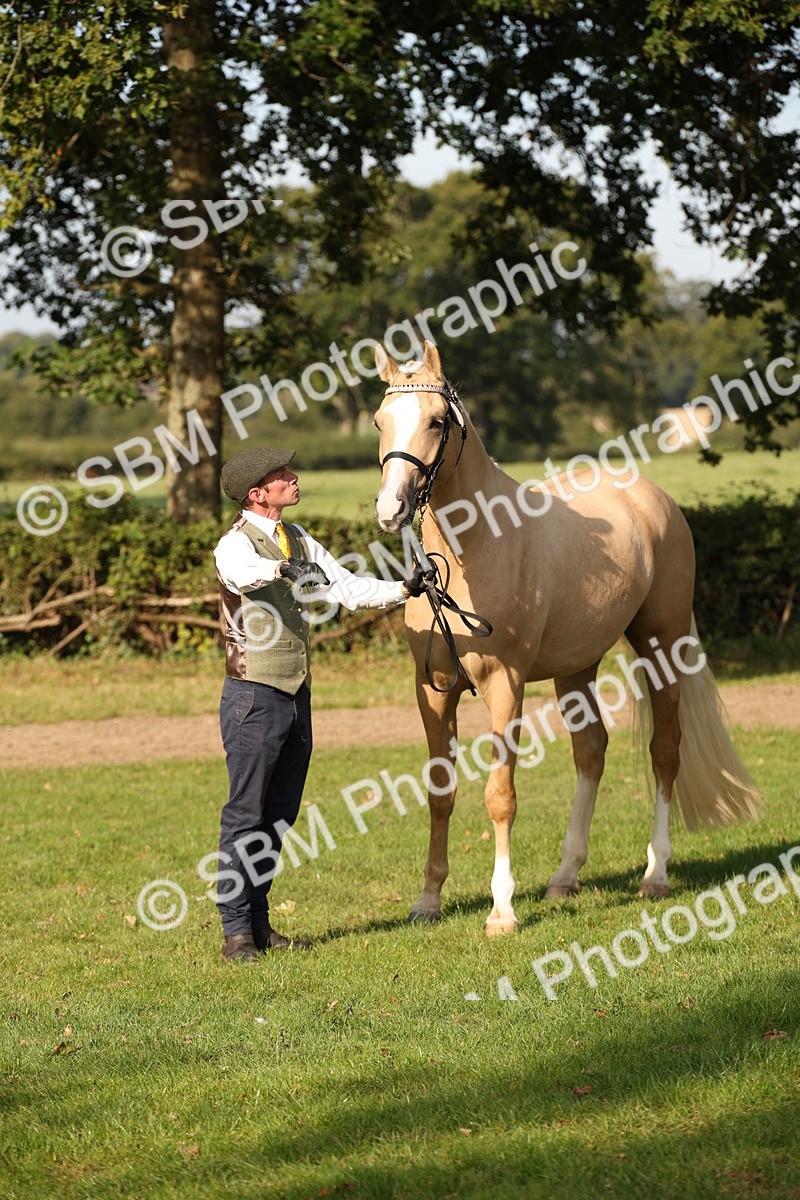 SBM_59386 - S52 - Other Coloured Horse In Hand