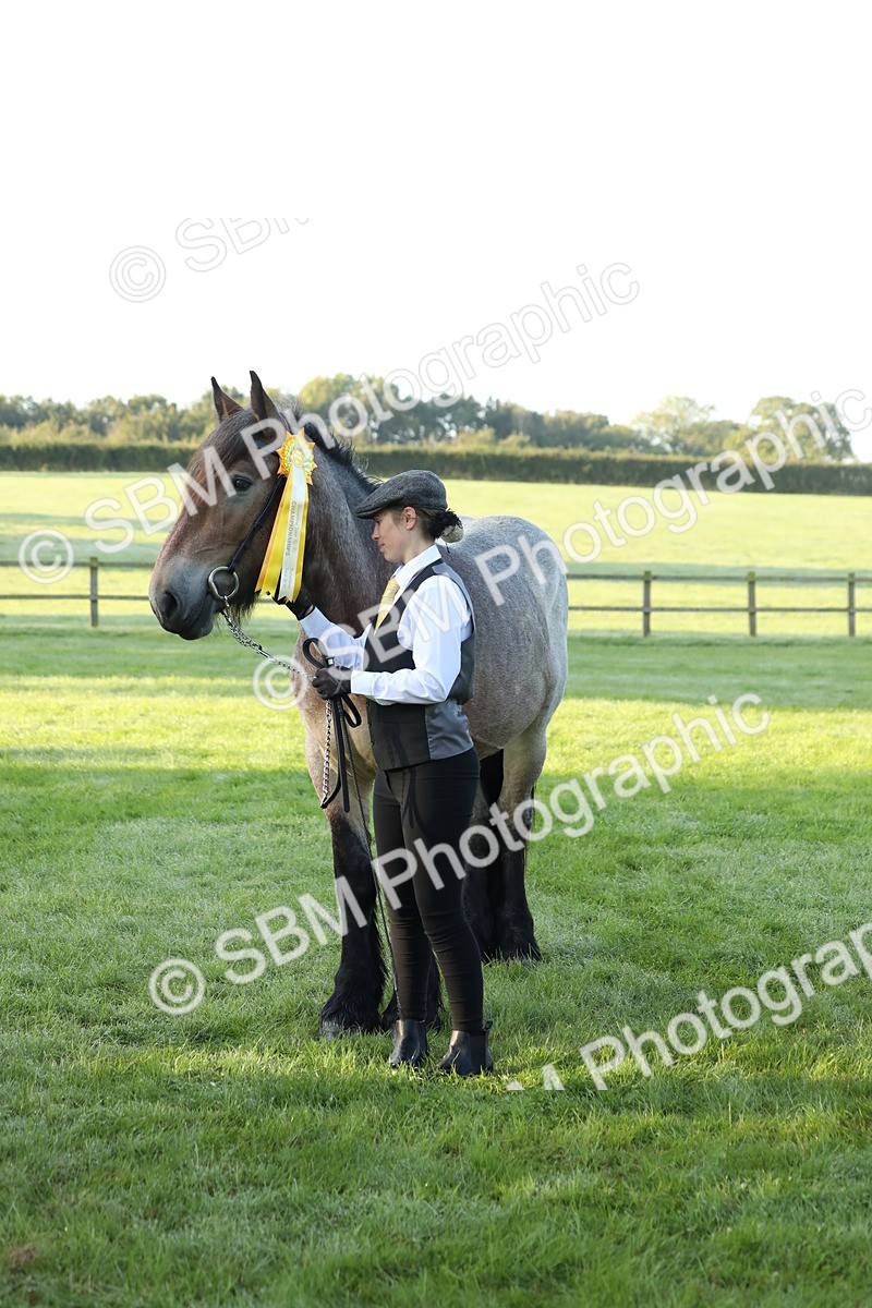 SBM_57888 - S42 - Youngstock