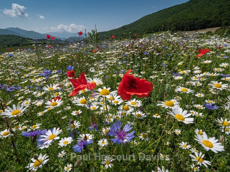 Weeds of cultivation Apennines Italy. scarlet field poppies (Papaver rhoeas), blue cornflowers (Centaurea cyanus) white ox-eye daisies( Leucanthemum vulgare, white field chamomile (Anthemis arvensis)  - Flowers in the Landscape - 2