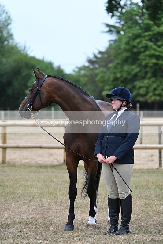 WJ7_9735 - Class 5a Most Handsome Gelding (above 14.2hh)