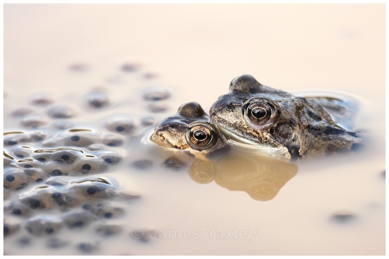 Frogs and Spawn - Amphibians