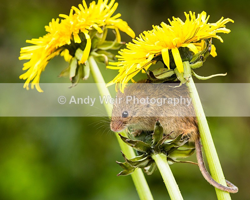 20140405-3K8A9945 - Harvest Mouse