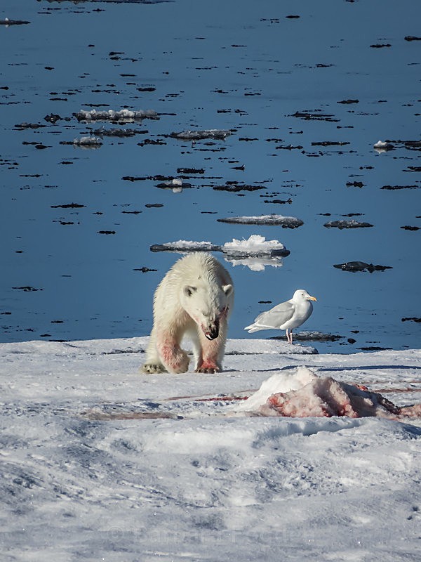 Polar bear  2071 - Trip with MS Expedition August 2016