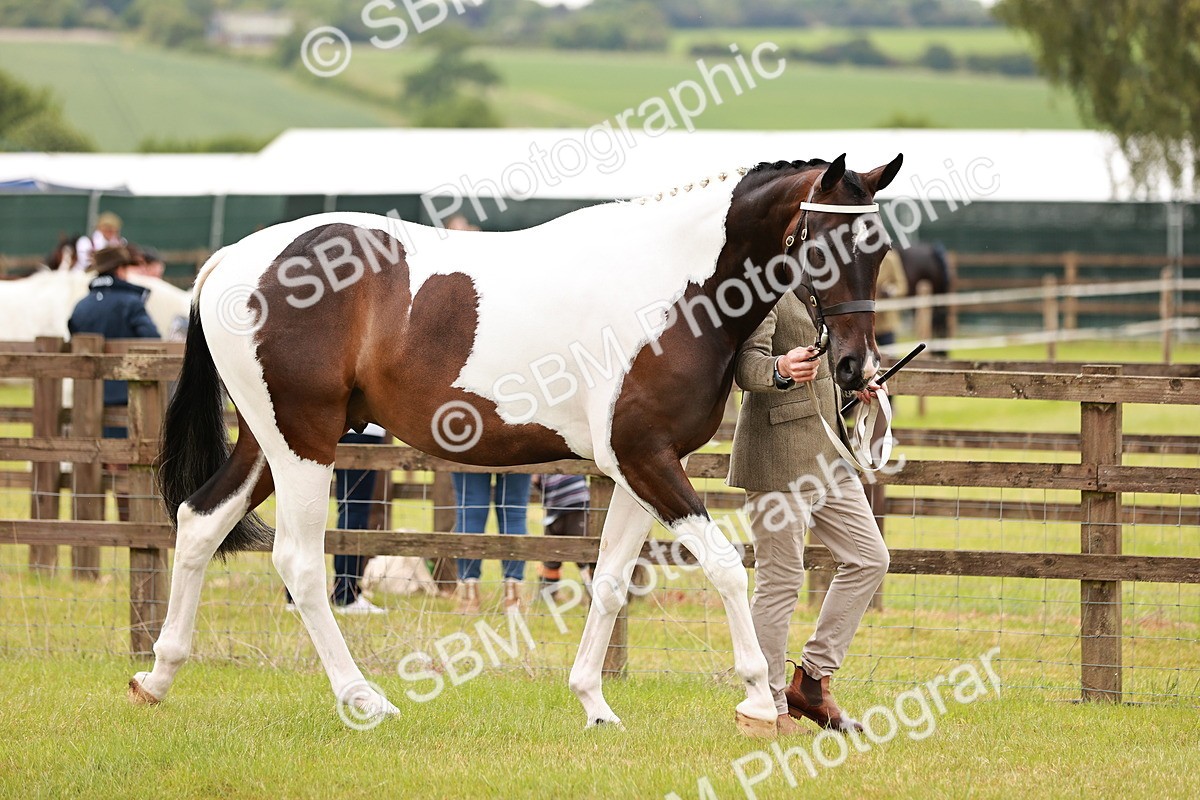 SBM_00738 - Class 26-30 Sport Horse In Hand