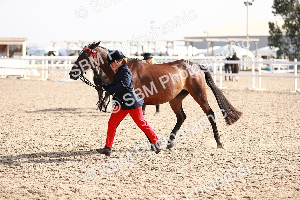 SBM_11110 - Class 205 IH Show Pony/ Show Hunter Pony