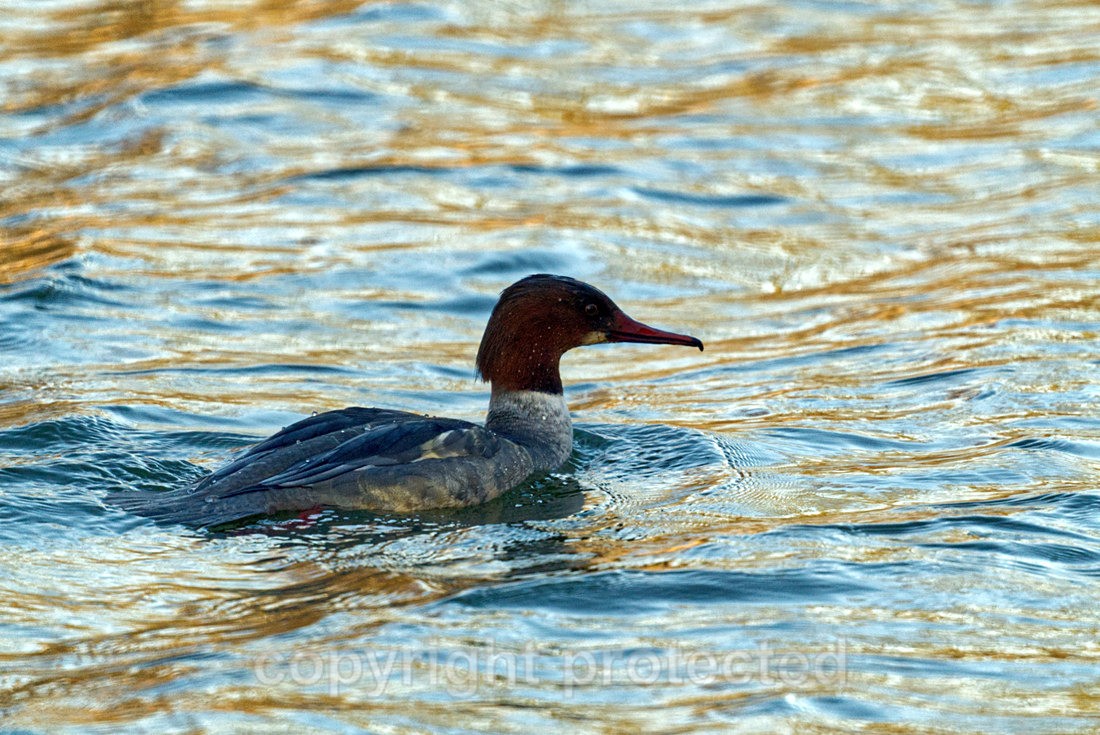 Gosander - Balderton Lake - Nottinghamshire - Birds