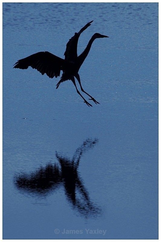 Grey Heron on Blue 1 - Creative