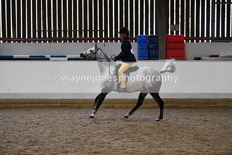 WJ5_7744 - Class 13 Ridden Part Breed