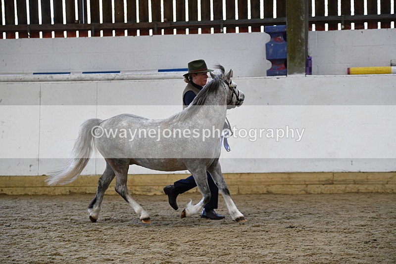 WJ5_5681 - Morning in hand Championship