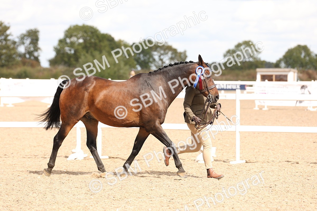 SBM_14741 - Class 208 - IH Veteran Horse
