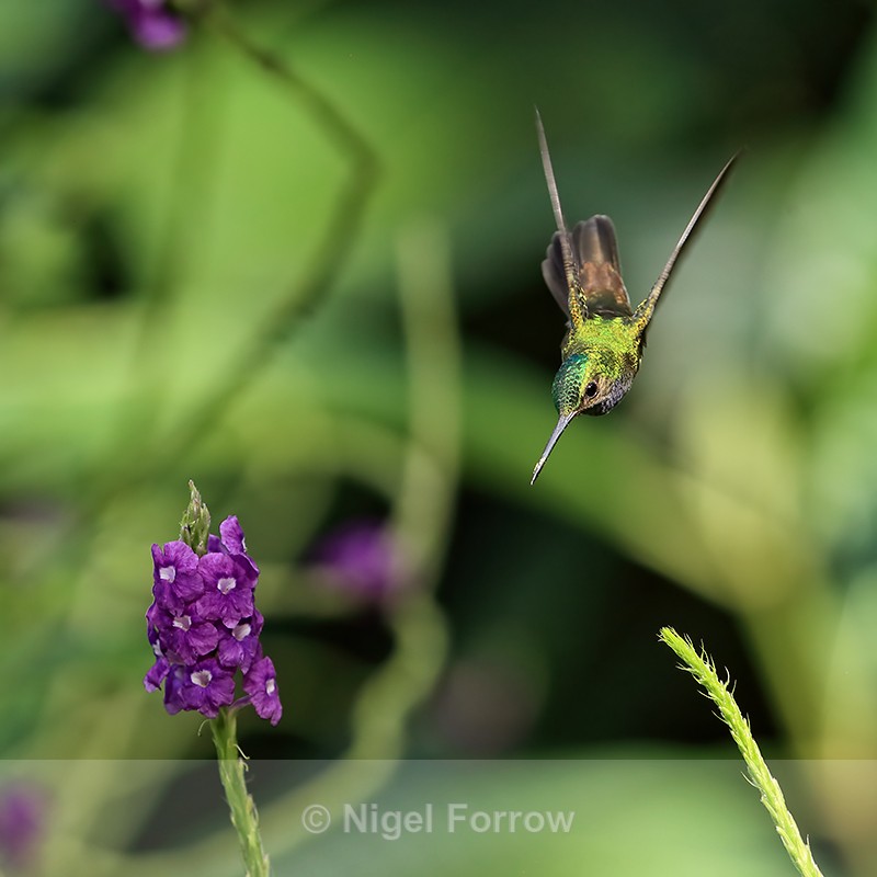 Charming Hummingbird swoops on flower, Drake Bay, Costa Rica - Charming Hummingbird
