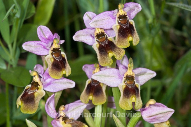  - Orchids - Crete