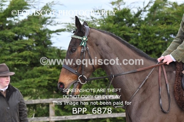 BPP_6878 - RING 1  (RIDDEN HORSES / IN HAND / VETERAN ETC)
