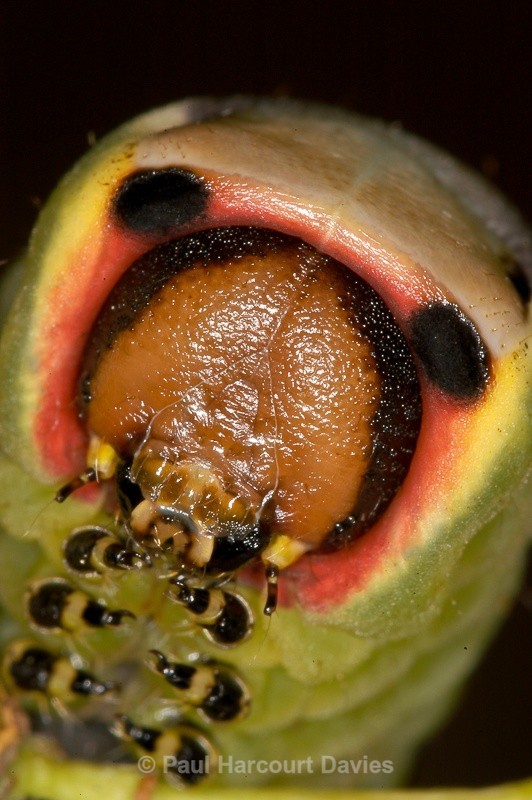  - Bugs: Macro insects