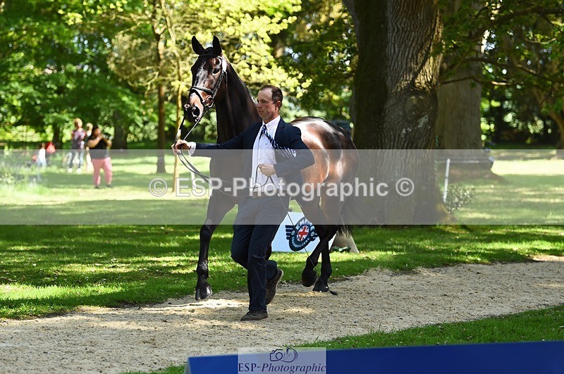 230524-153626-00385 - 362-SPIRIT'S_GEMINI-Harry_Dzenis-WEDTrotUp+DR
