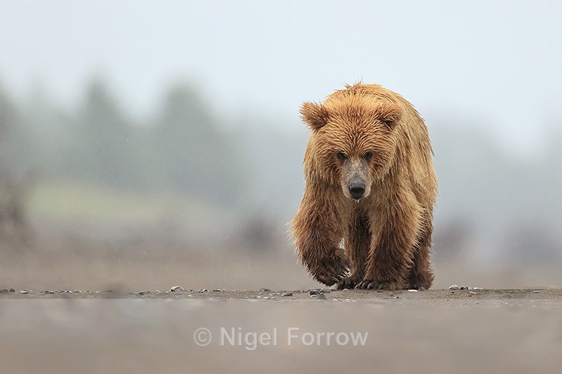 Brown Bear walks along beach front view, Silver Salmon Creek - Brown Bear