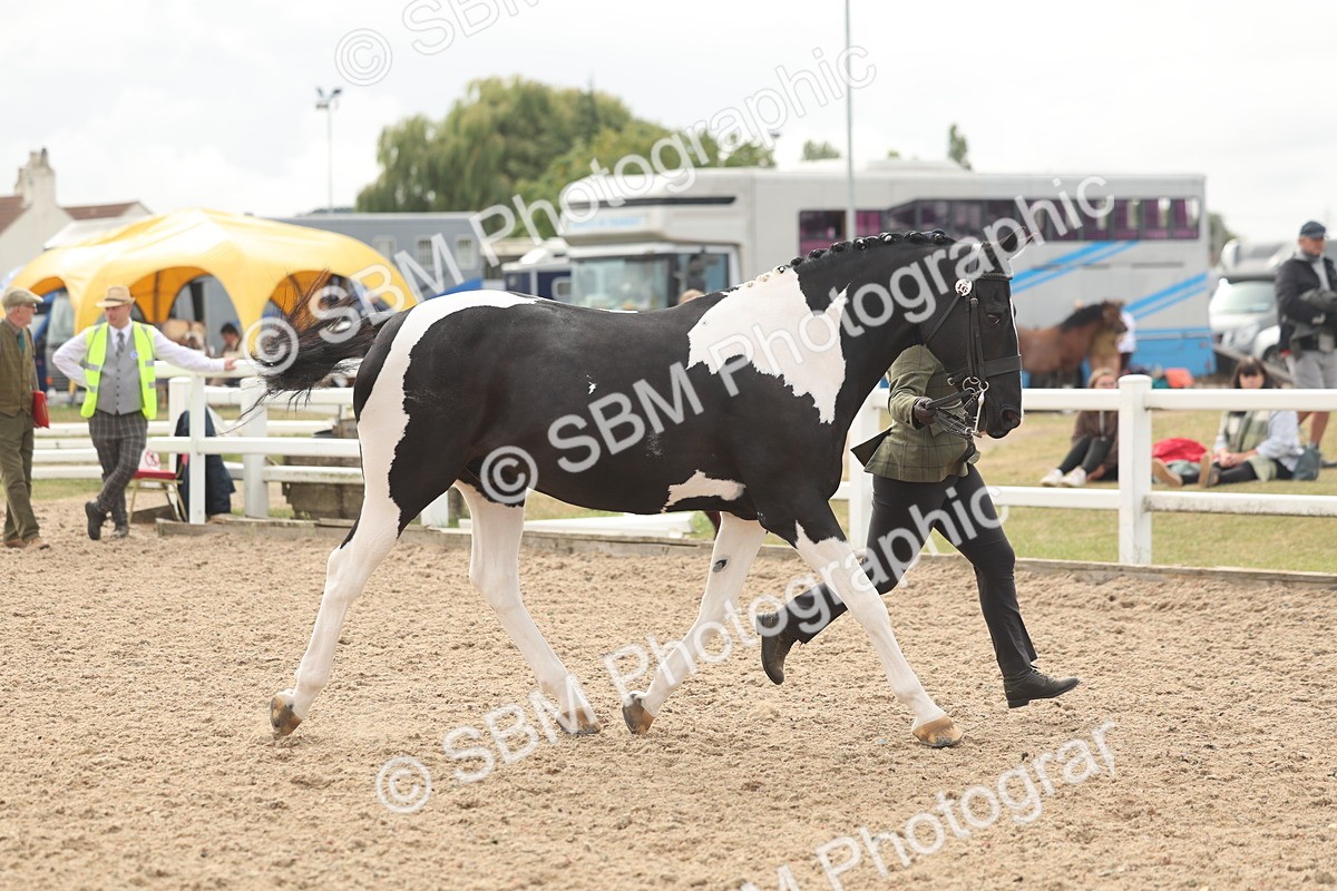 SBM_02083 - Class 15 - IH Coloured