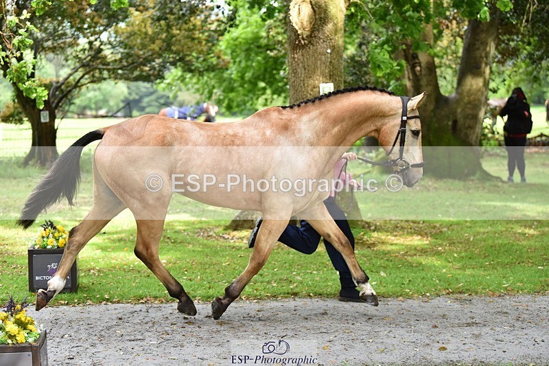 240522-155902-00622 - 109-MJM_BOBBY_DAZZLER-Rosie_Ringer