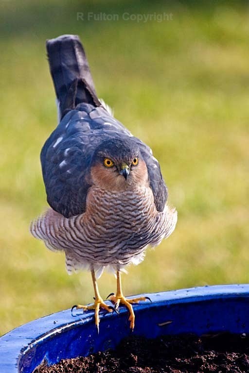Sparrowhawk in Garden - Nature