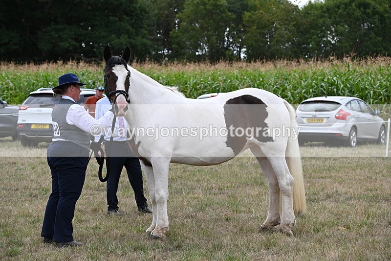 WJ6_5564 - Class 18 In-hand Coloured