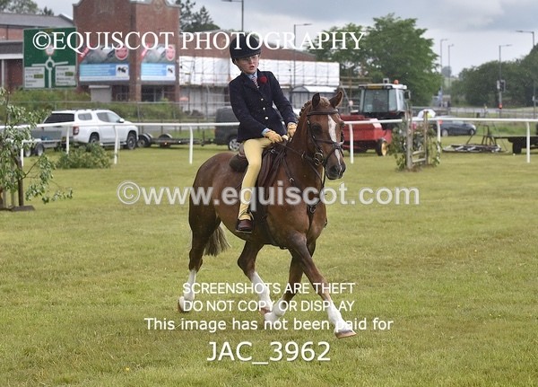 JAC_3962 - 55cm WORKING HUNTER