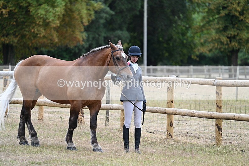 WJ7_8890 - Class 4a Prettiest Mare 14.2hh and over