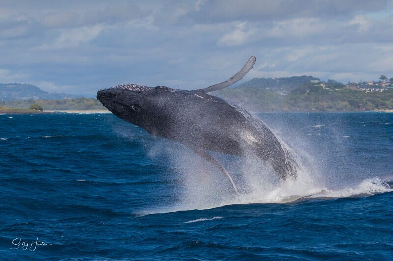 0A3A6358 - 2024 Whale Photos