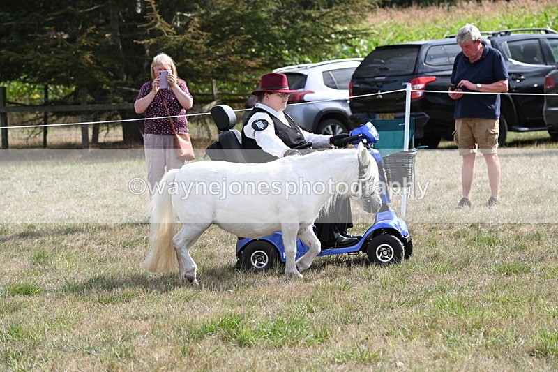 WJ6_6912 - Class 21 Shetland & Mini Horses