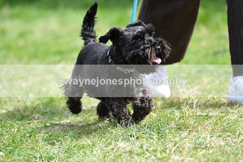 WJ5_0418 - Class 7 Best Terrier