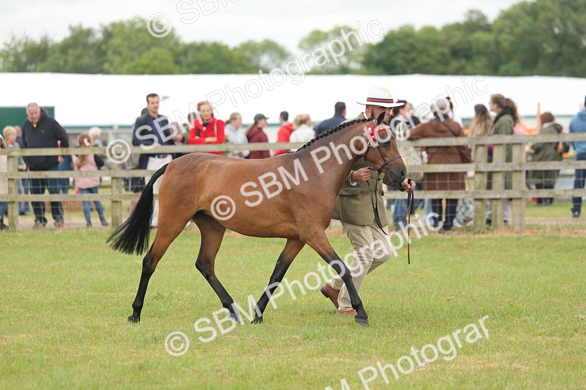 SBM_05420 - Class 68-73 - Riding Pony Breeding