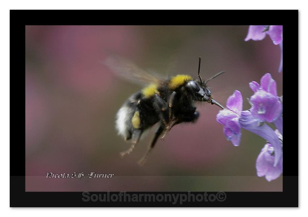 White tailed Bumble Bee - Invertebrate's Macro