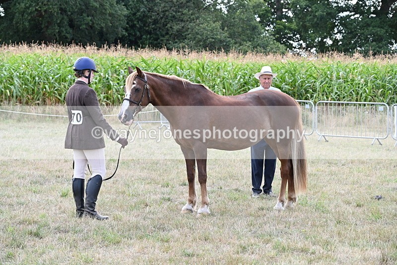 WJ6_6674 - Class 20 In-hand Cob