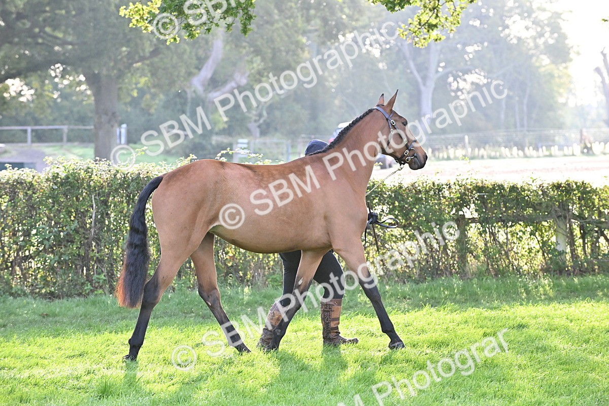 SBM_55301 - S44 - Youngstock In Hand