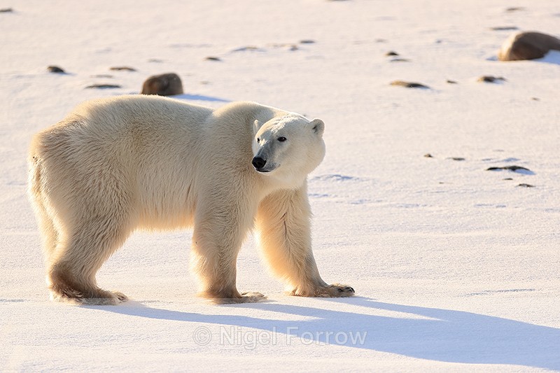 Male Polar Bear looks backwards, Churchill, Canada - Polar Bear